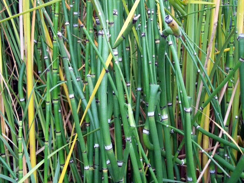 点击大图看下一张：竹子和小片竹林图片