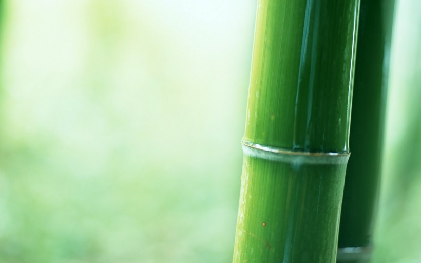 点击大图看下一张：竹子和小片竹林图片