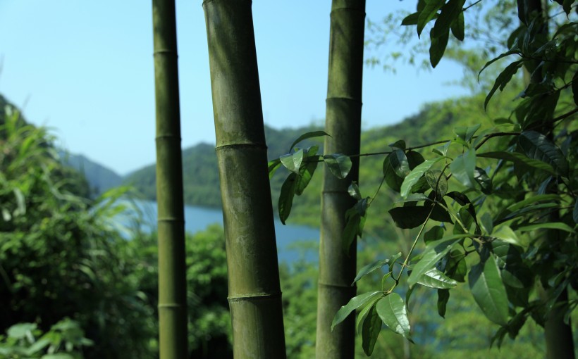 点击大图看下一张：清脆的竹子图片