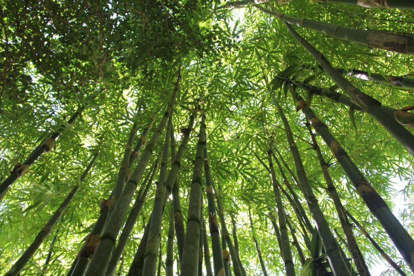 点击大图看下一张：挺拔的竹子图片