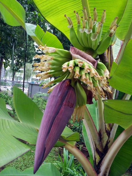 点击大图看下一张：香蕉树图片