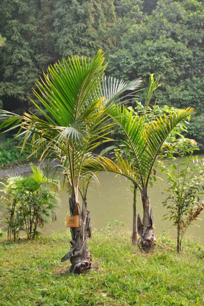 点击大图看下一张：棍棒椰子植物图片