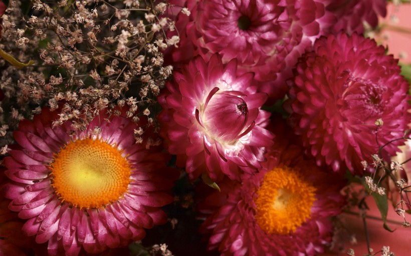 点击大图看下一张：色彩斑斓的鲜花图片