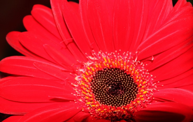 点击大图看下一张：红色非洲菊花卉图片