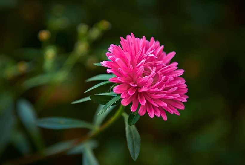 点击大图看下一张：淡雅千日菊花卉图片