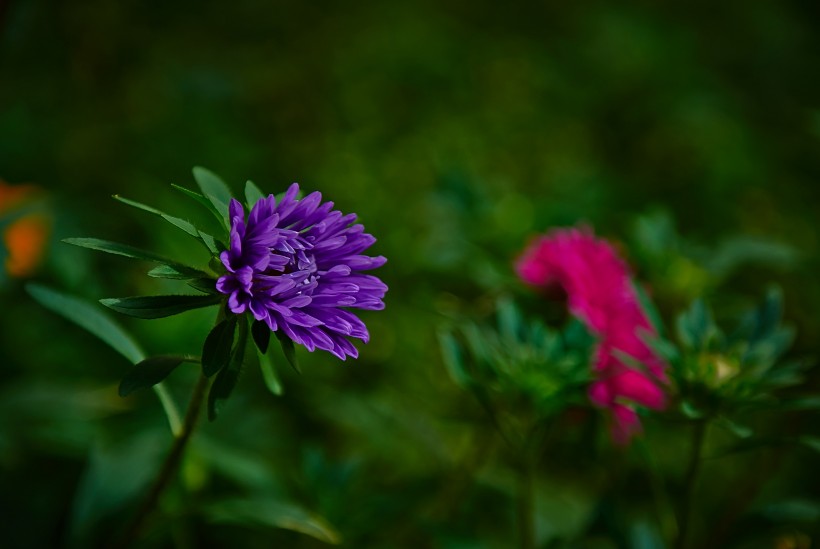 点击大图看下一张：淡雅千日菊花卉图片