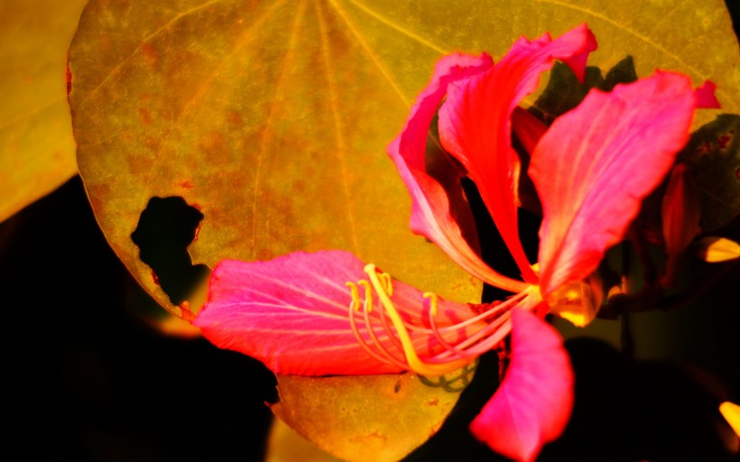 点击大图看下一张：绚丽紫荆花图片
