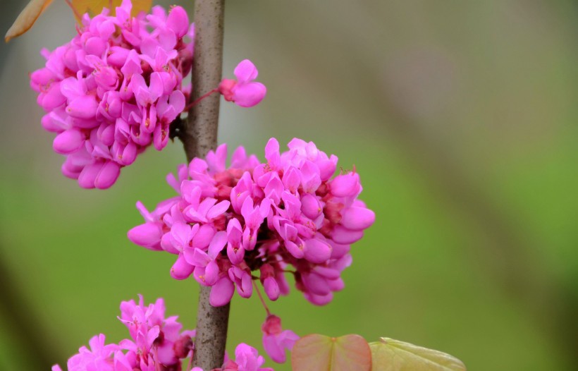 点击大图看下一张：神秘紫荆花花卉图片