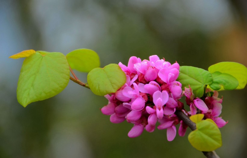 点击大图看下一张：神秘紫荆花花卉图片