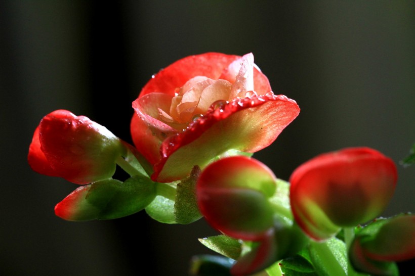 点击大图看下一张：四季海棠图片