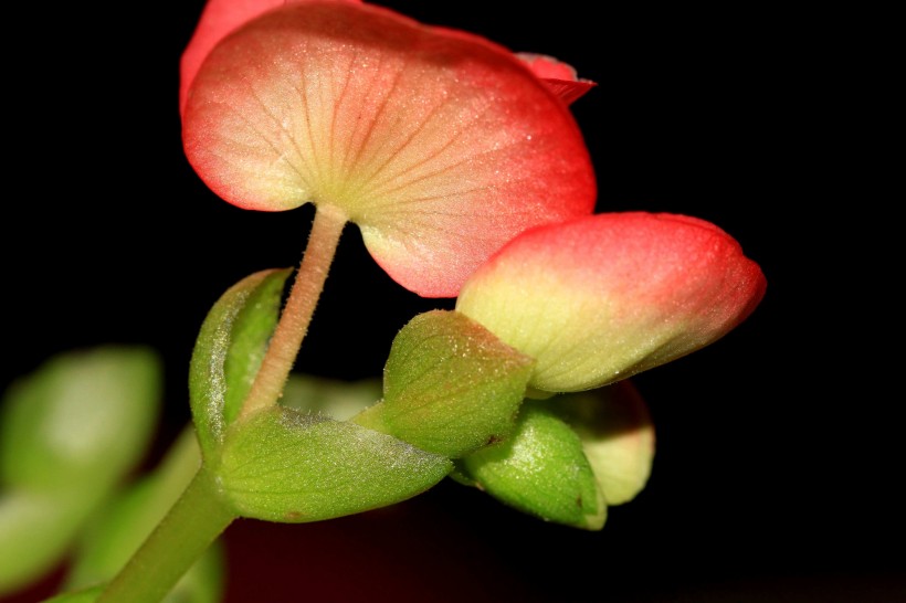 点击大图看下一张：四季海棠图片