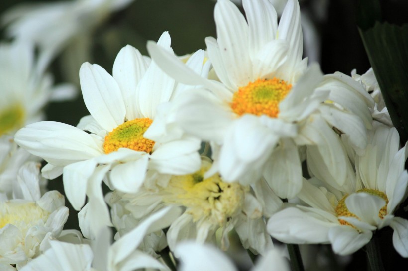 点击大图看下一张：白色雏菊花卉图片