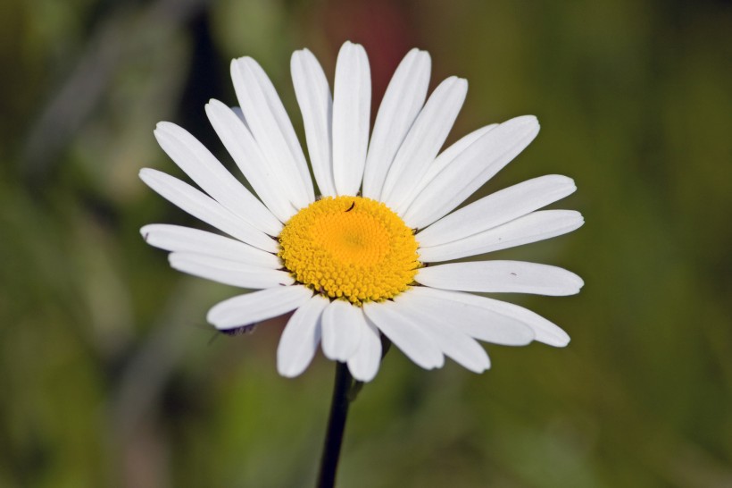 点击大图看下一张：白色雏菊花卉图片