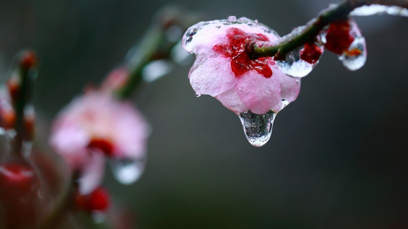 点击大图看下一张：冰晶梅花图片