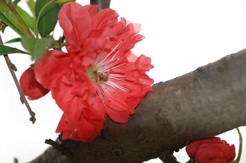 点击大图看下一张:碧桃花图片
