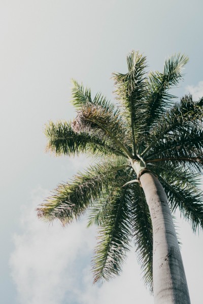 点击大图看下一张：笔直的椰子树图片