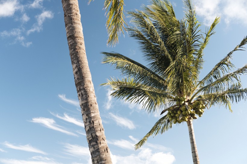 点击大图看下一张：笔直的椰子树图片