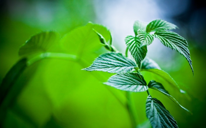 点击大图看下一张：清凉的薄荷图片