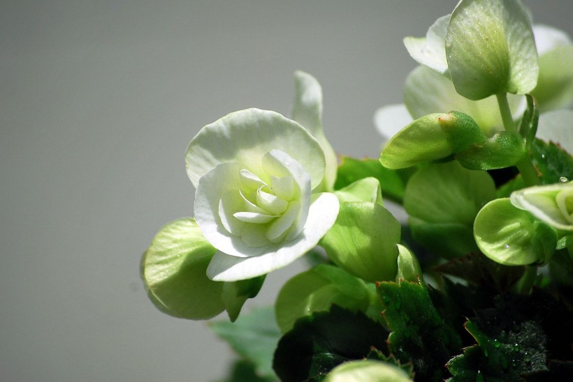 点击大图看下一张：多色玻璃海棠花卉图片