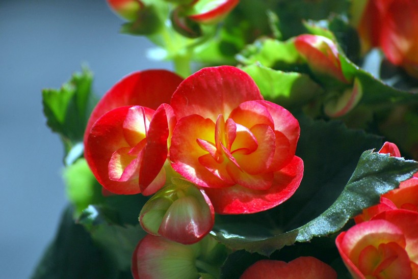 点击大图看下一张：多色玻璃海棠花卉图片