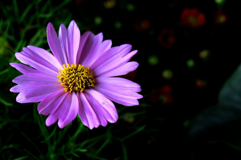 点击大图看下一张：淡紫色波斯菊图片
