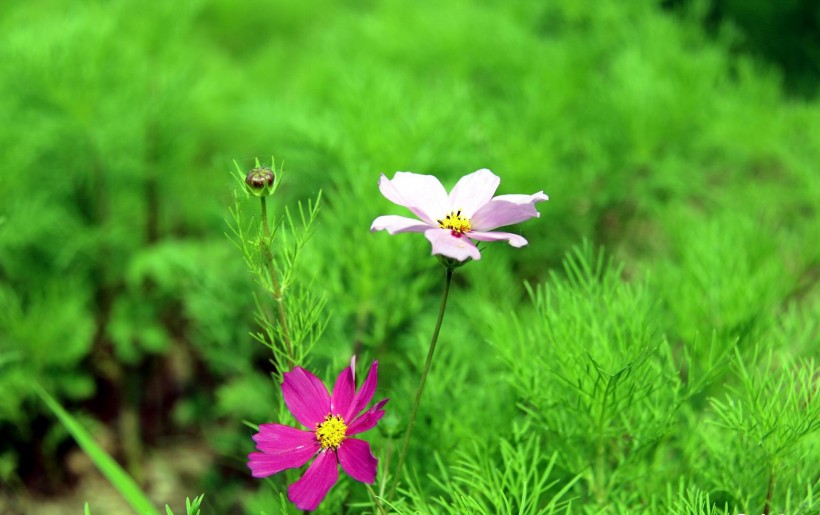 点击大图看下一张：清新波斯菊花卉图片