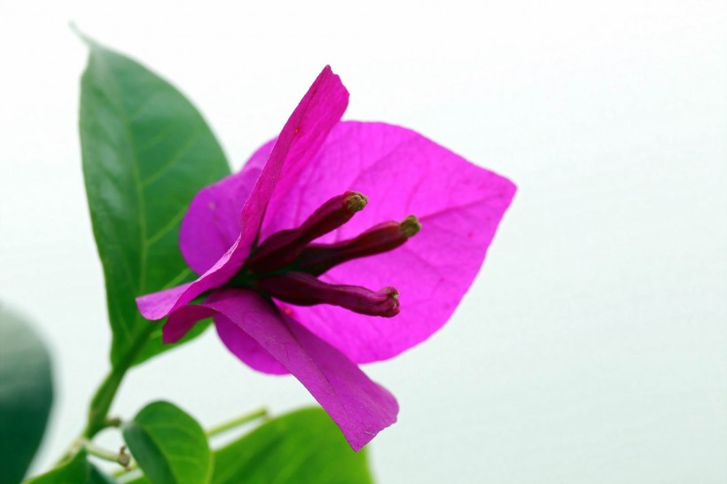 点击大图看下一张：紫色三角梅花卉图片