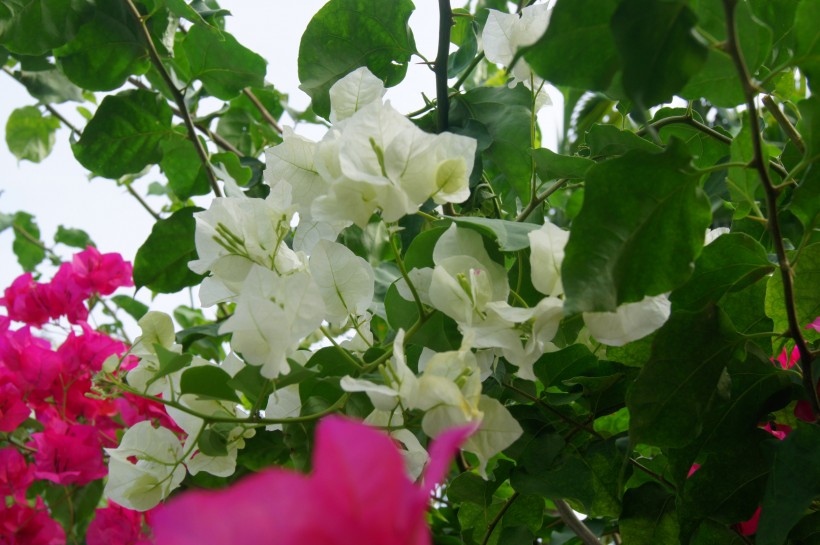 点击大图看下一张：白色三角梅花卉图片