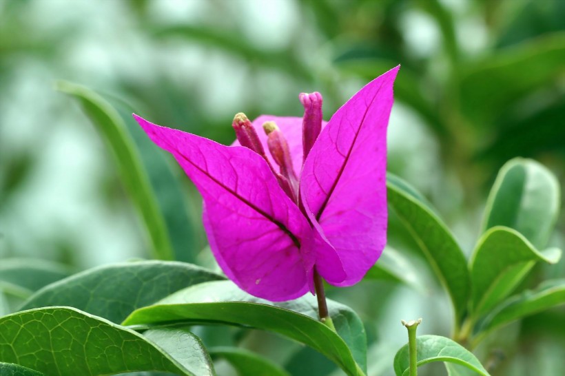 点击大图看下一张：紫色三角梅花卉图片