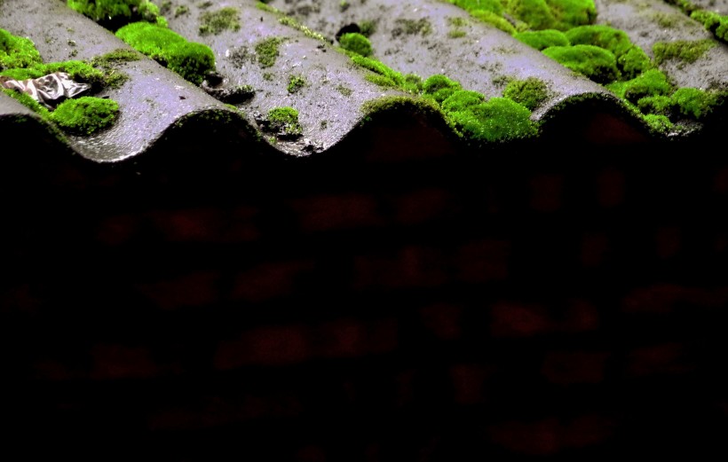 点击大图看下一张：瓦上的苔藓图片