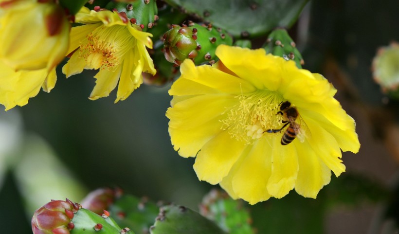 点击大图看下一张：仙人掌花与蜜蜂图片
