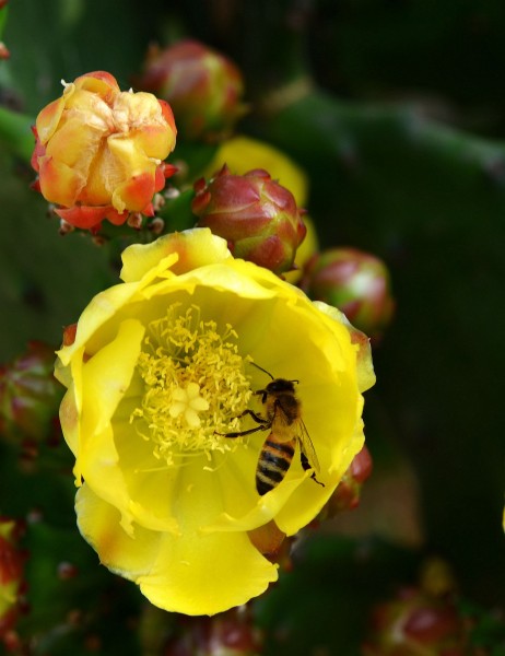点击大图看下一张：仙人掌花与蜜蜂图片