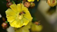 仙人掌花与蜜蜂图片_12张