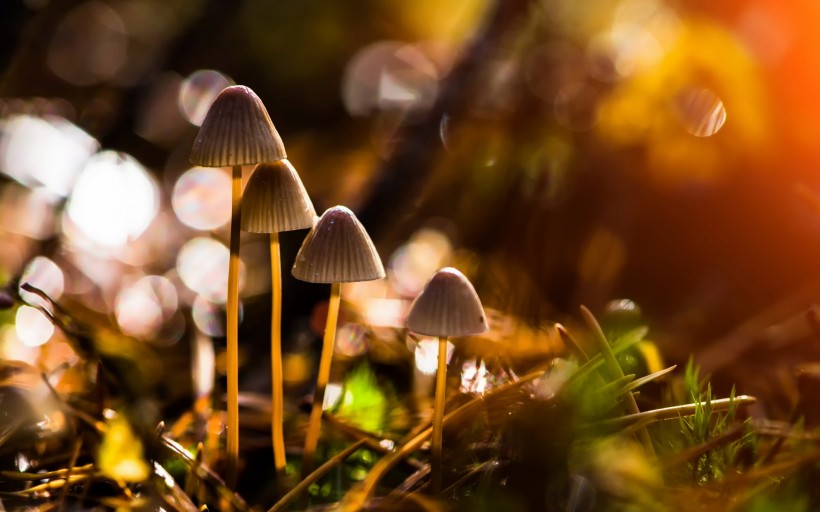 点击大图看下一张：草地上的蘑菇图片