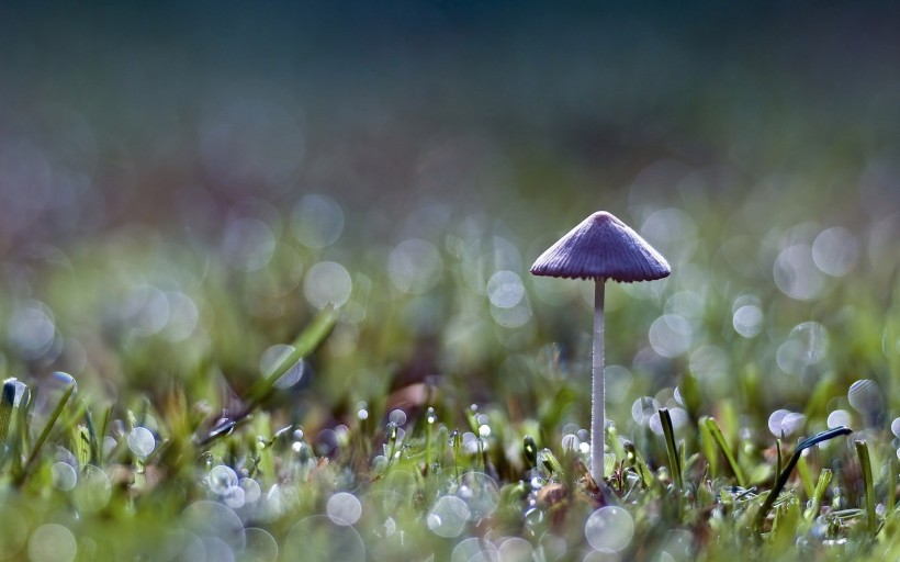 点击大图看下一张：草地上的蘑菇图片