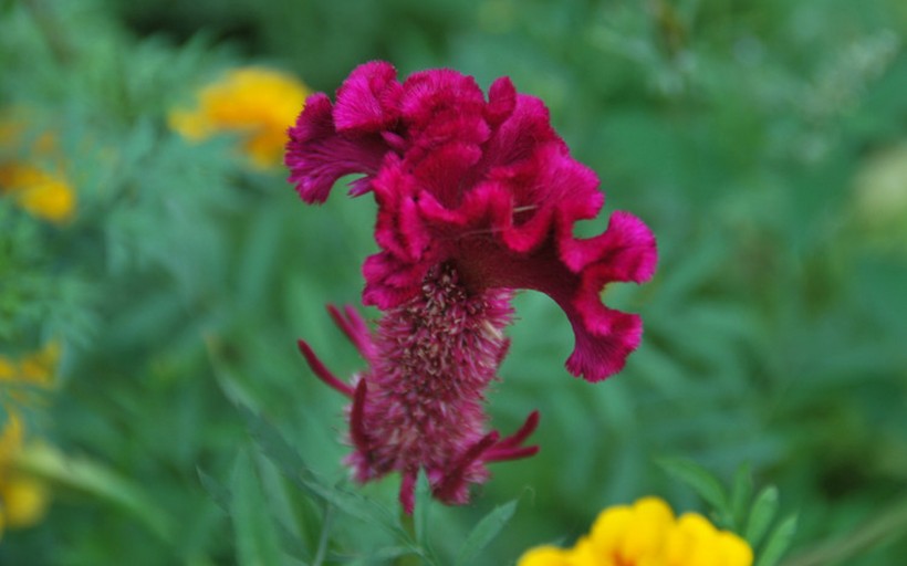 点击大图看下一张:艳丽的鸡冠花图片