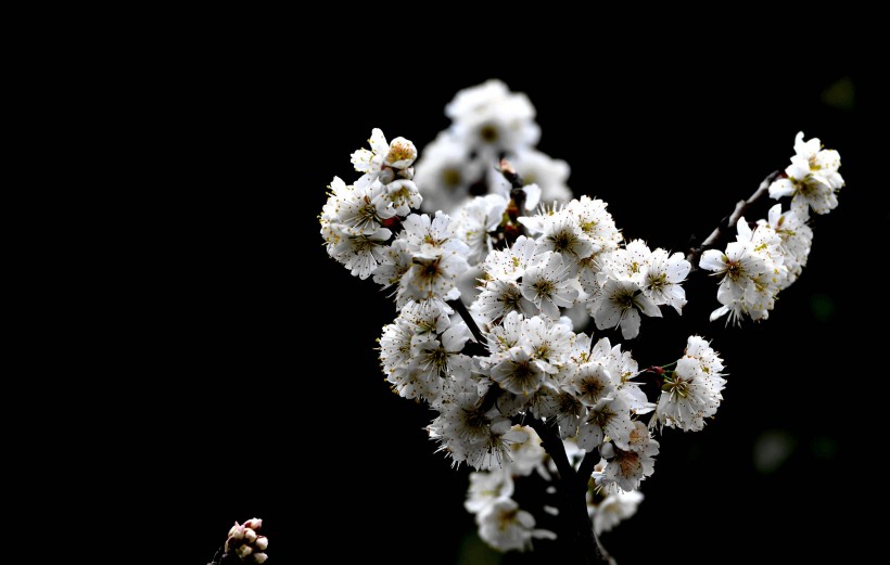 点击大图看下一张：白色樱花图片