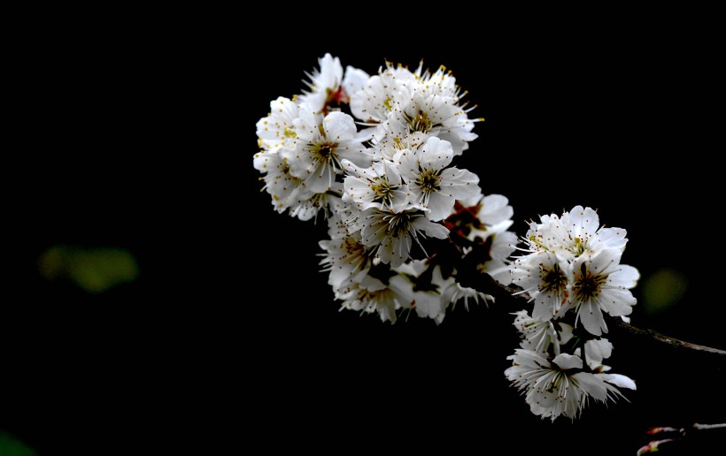 点击大图看下一张：白色樱花图片