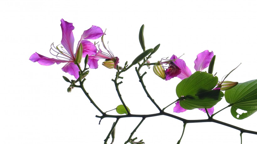 点击大图看下一张：热闹的紫荆花图片