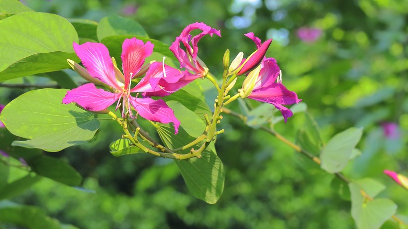 点击大图看下一张:热闹的紫荆花图片