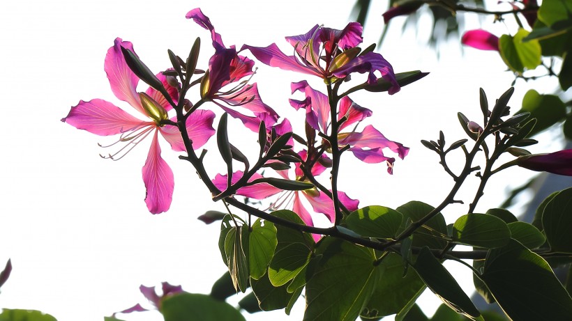 点击大图看下一张：热闹的紫荆花图片