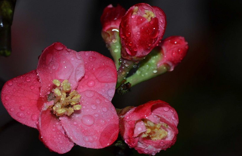 点击大图看下一张：粉嫩的贴梗海棠花卉图片