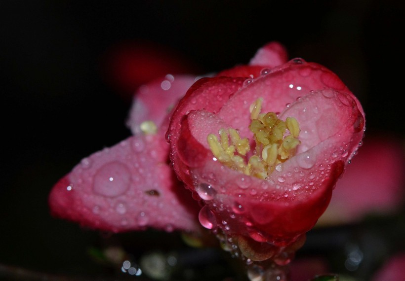 点击大图看下一张：粉嫩的贴梗海棠花卉图片