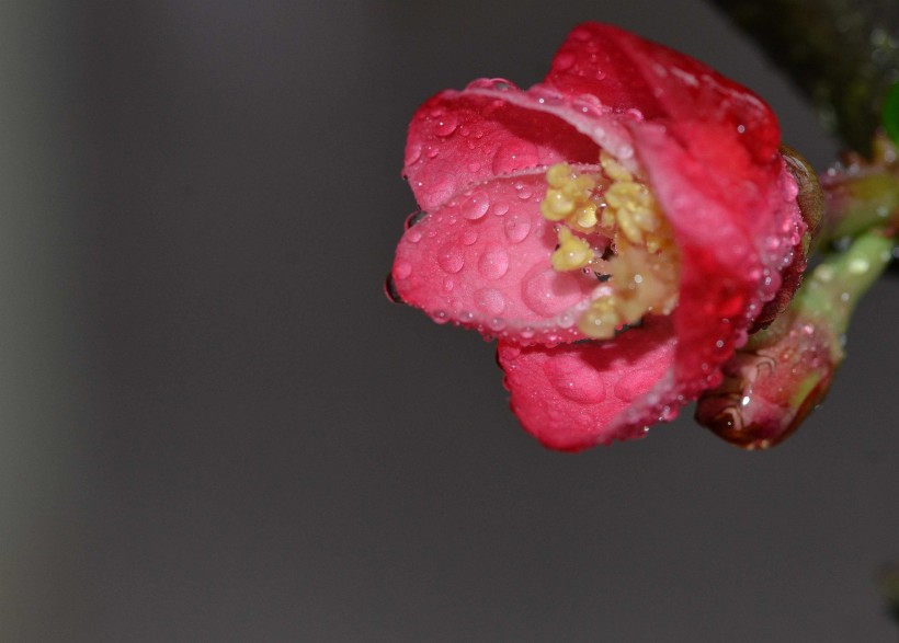 点击大图看下一张：带露珠的红色贴梗海棠图片