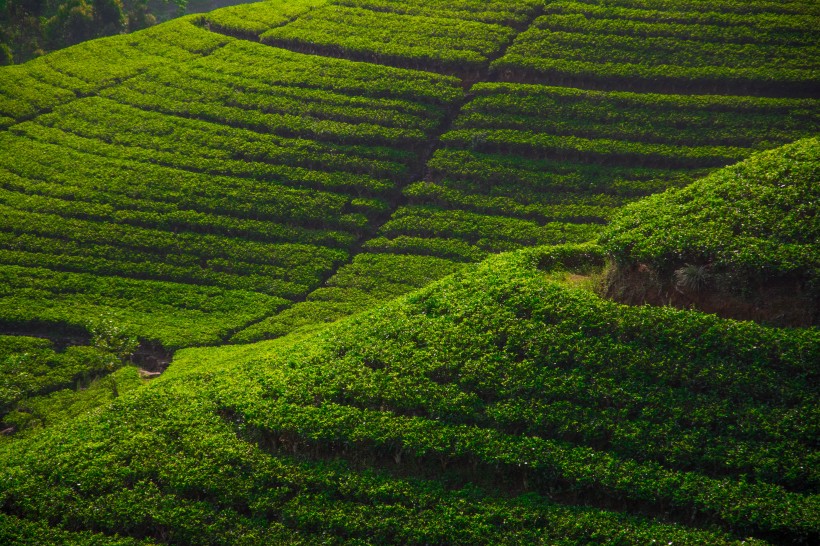 点击大图看下一张：茶园景色图片