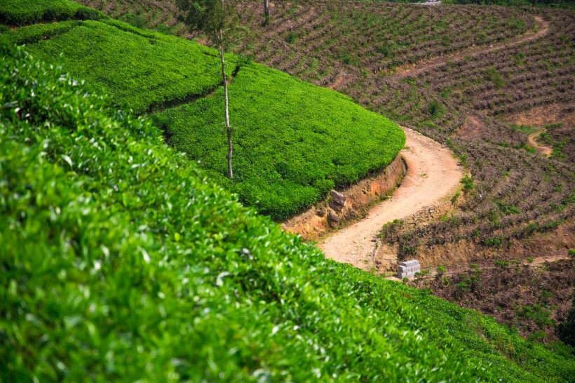 点击大图看下一张：茶园景色图片