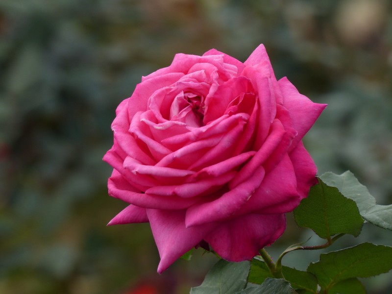 点击大图看下一张：姹紫嫣红的玫瑰图片