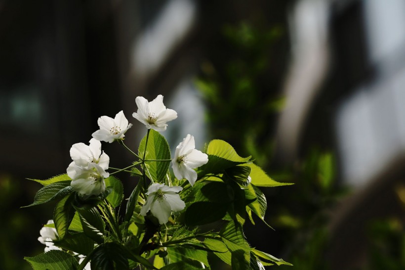 点击大图看下一张：白色的樱花图片