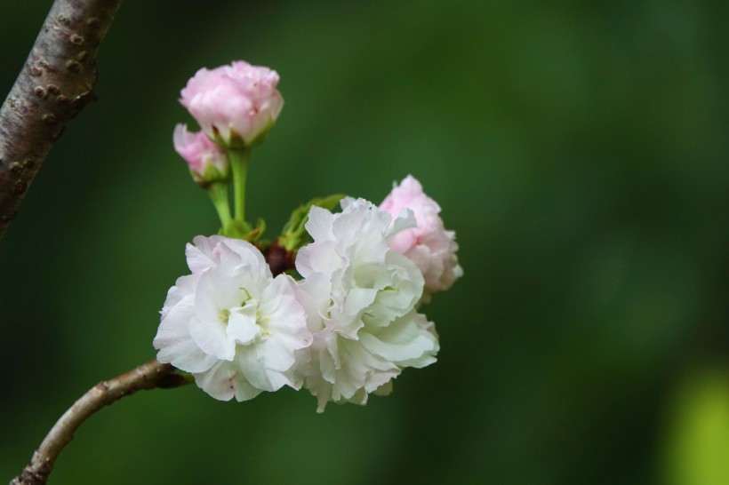 点击大图看下一张：初放盛开的樱花图片