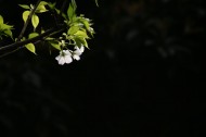 白色的樱花图片_7张